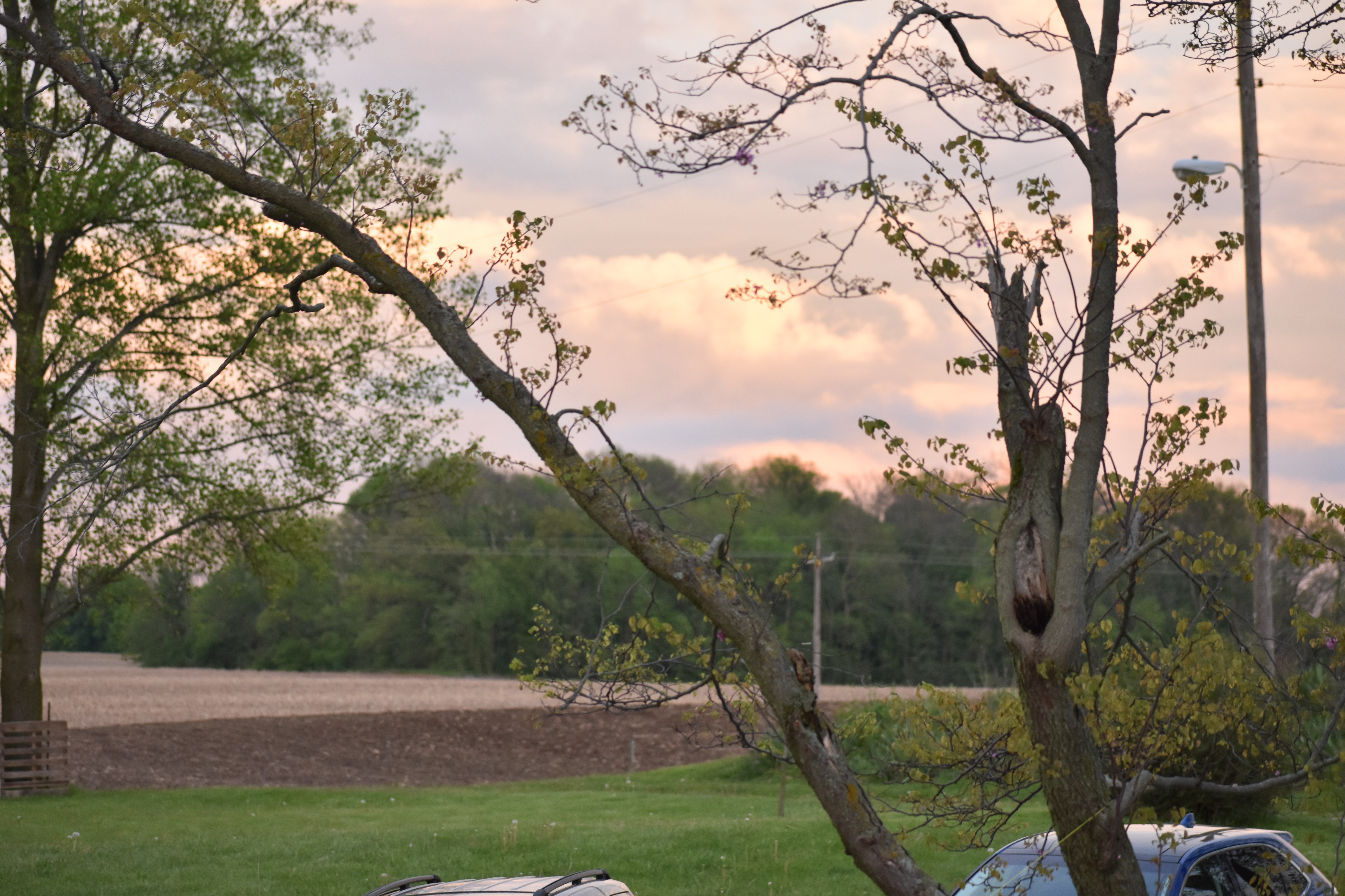 Tree branch with cloudy moody sky in the background, unfocused.