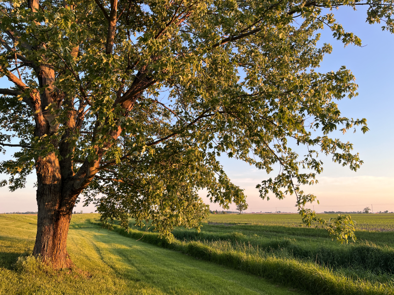 Large tree to the left, taken with the sunset sky in the background. A creek bed sits to the right.